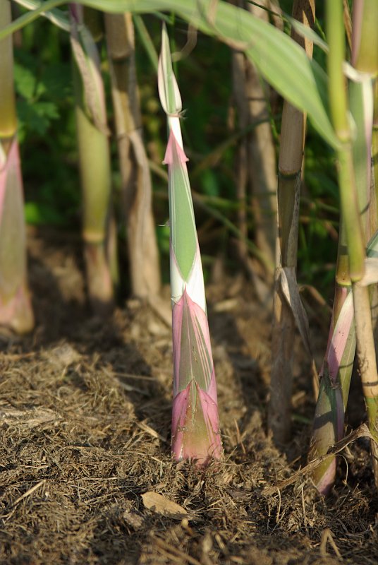 Neuaustrieb Arundo donax variegata